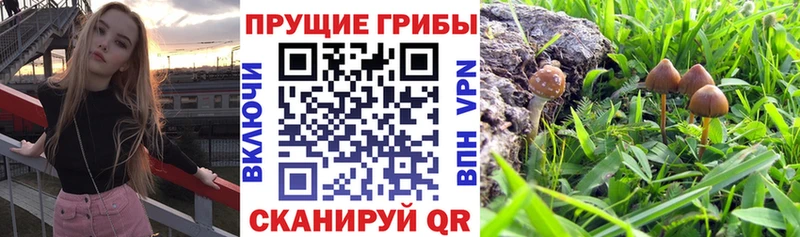 Галлюциногенные грибы ЛСД Ленинск-Кузнецкий
